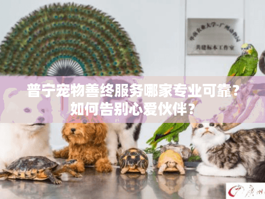 普宁宠物善终服务哪家专业可靠？如何告别心爱伙伴？