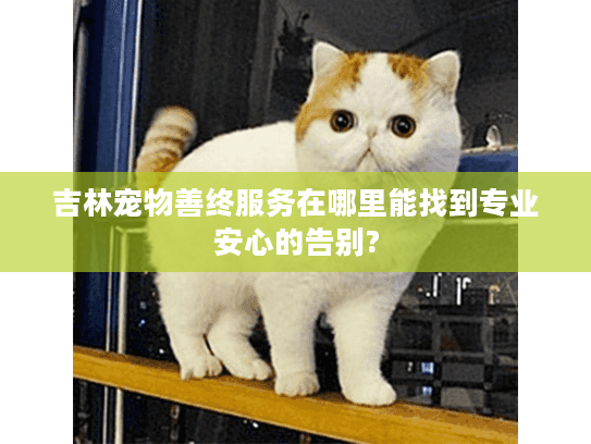 吉林宠物善终服务在哪里能找到专业安心的告别?