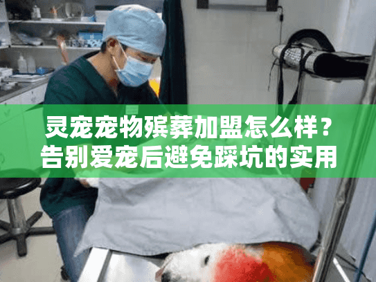 灵宠宠物殡葬加盟怎么样?告别爱宠后避免踩坑的实用手册 灵宠宠物殡葬加盟怎么样?告别爱宠后避免踩坑的实用手册