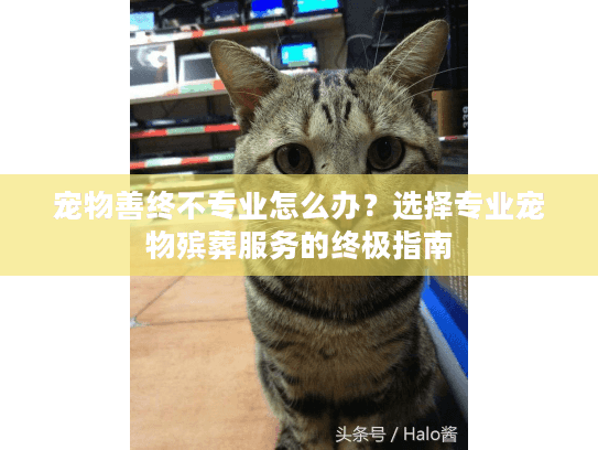 宠物善终不专业怎么办？选择专业宠物殡葬服务的终极指南