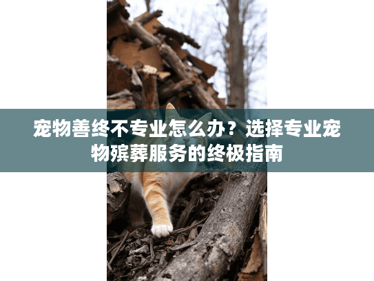 宠物善终不专业怎么办？选择专业宠物殡葬服务的终极指南