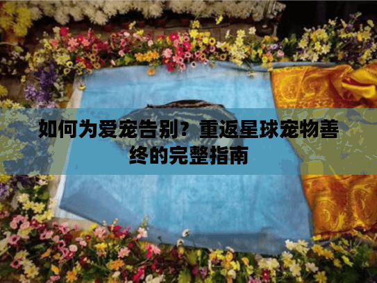 如何为爱宠告别？重返星球宠物善终的完整指南