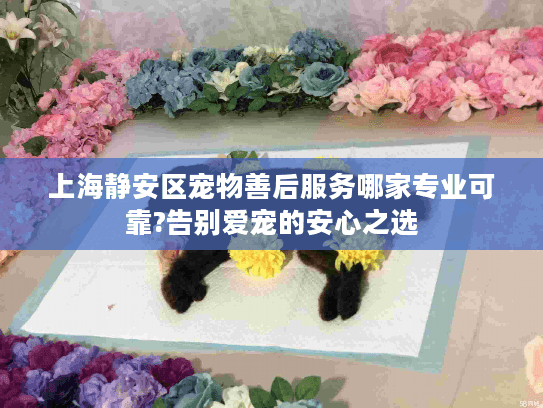 上海静安区宠物善后服务哪家专业可靠?告别爱宠的安心之选