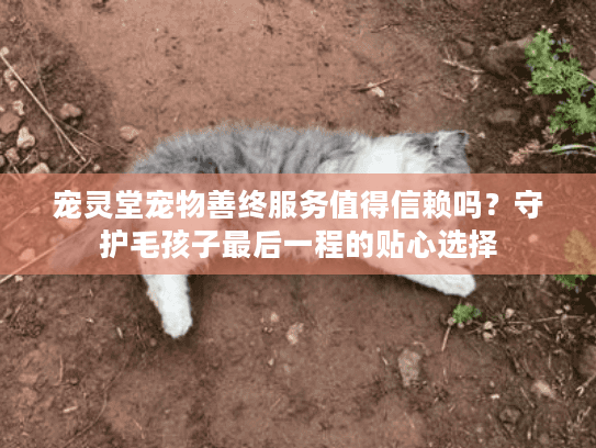 宠灵堂宠物善终服务值得信赖吗？守护毛孩子最后一程的贴心选择