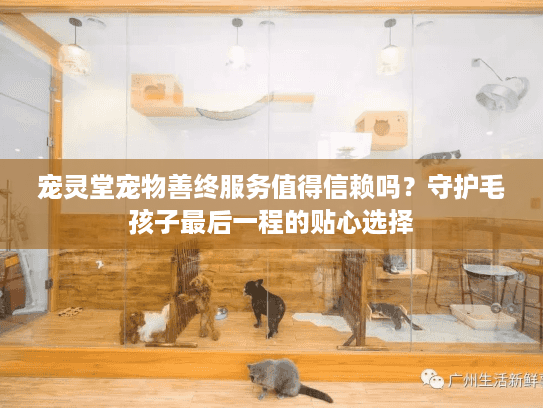 宠灵堂宠物善终服务值得信赖吗？守护毛孩子最后一程的贴心选择