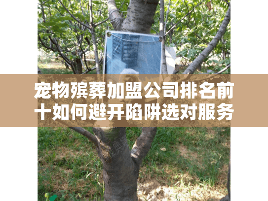 宠物殡葬加盟公司排名前十如何避开陷阱选对服务？权威2025榜单解析