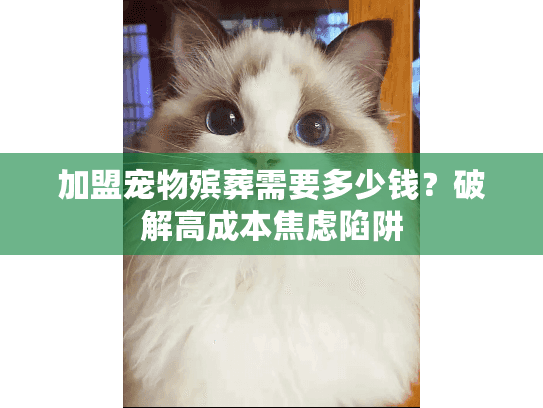 加盟宠物殡葬需要多少钱？破解高成本焦虑陷阱