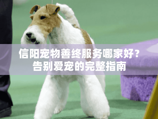 信阳宠物善终服务哪家好？告别爱宠的完整指南