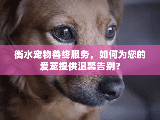 衡水宠物善终服务，如何为您的爱宠提供温馨告别？