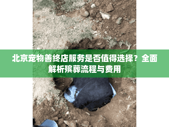 北京宠物善终店服务是否值得选择？全面解析殡葬流程与费用