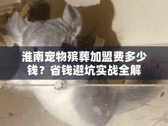 淮南宠物殡葬加盟费多少钱？省钱避坑实战全解