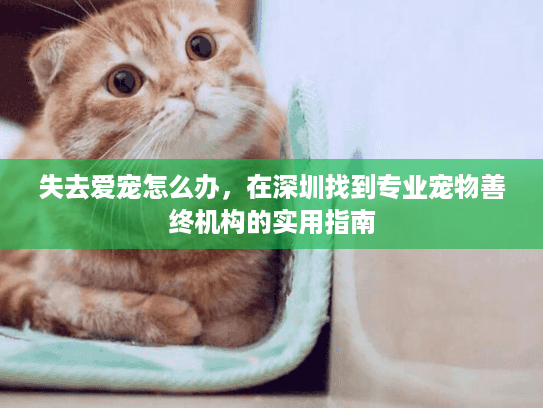 失去爱宠怎么办，在深圳找到专业宠物善终机构的实用指南