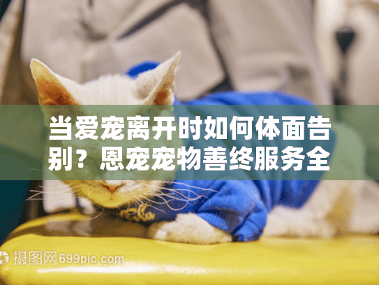 当爱宠离开时如何体面告别？恩宠宠物善终服务全程指南