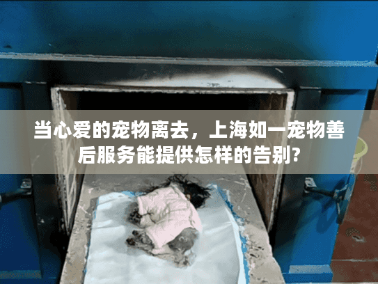 当心爱的宠物离去，上海如一宠物善后服务能提供怎样的告别?