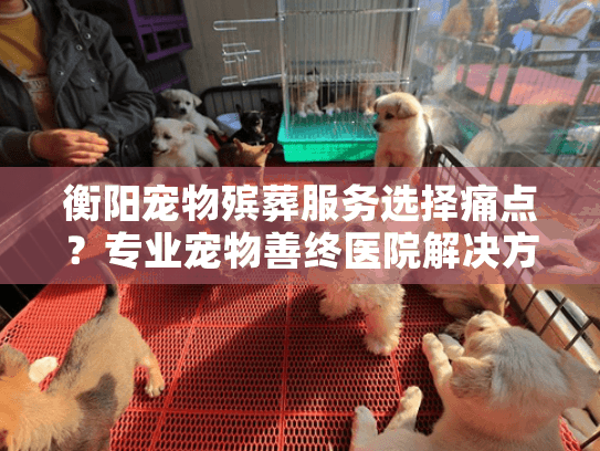 衡阳宠物殡葬服务选择痛点？专业宠物善终医院解决方案