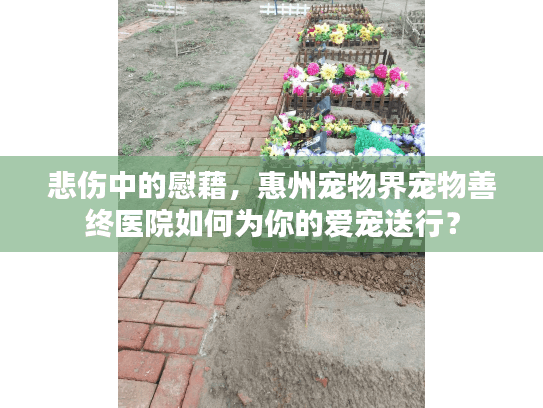 悲伤中的慰藉，惠州宠物界宠物善终医院如何为你的爱宠送行？