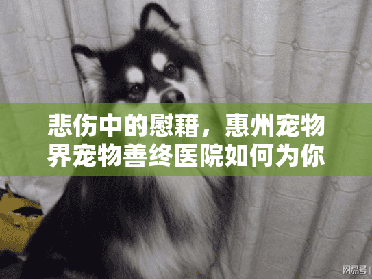 悲伤中的慰藉，惠州宠物界宠物善终医院如何为你的爱宠送行？