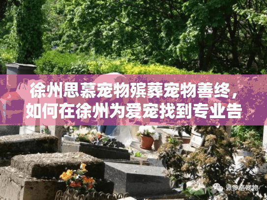 徐州思慕宠物殡葬宠物善终，如何在徐州为爱宠找到专业告别服务？