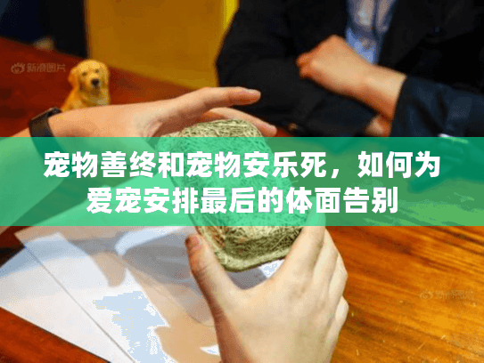 宠物善终和宠物安乐死，如何为爱宠安排最后的体面告别