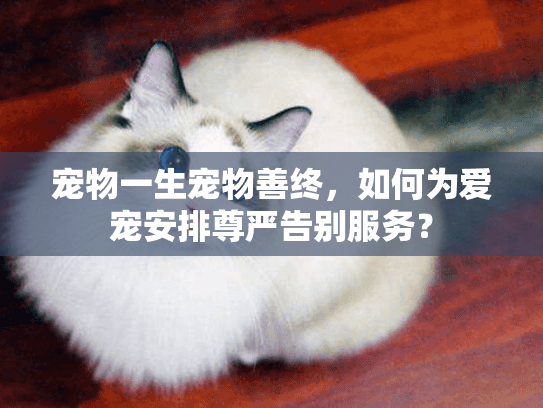 宠物一生宠物善终，如何为爱宠安排尊严告别服务？