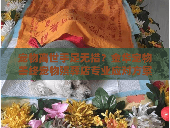 宠物离世手足无措？金华宠物善终宠物殡葬店专业应对方案