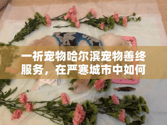 一祈宠物哈尔滨宠物善终服务，在严寒城市中如何为爱宠送别？