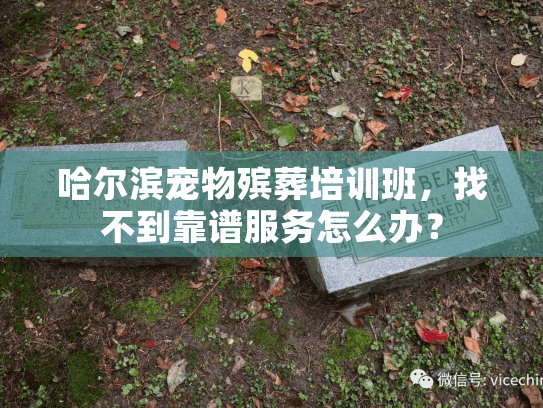 哈尔滨宠物殡葬培训班，找不到靠谱服务怎么办？