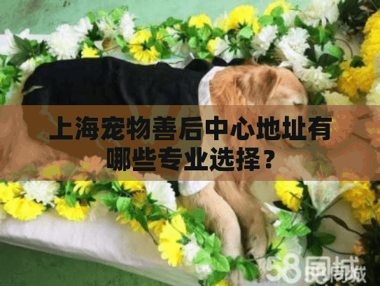 上海宠物善后中心地址有哪些专业选择？