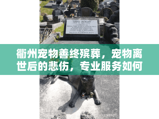 衢州宠物善终殡葬，宠物离世后的悲伤，专业服务如何带来慰藉