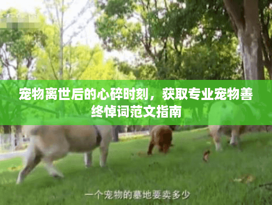 宠物离世后的心碎时刻，获取专业宠物善终悼词范文指南