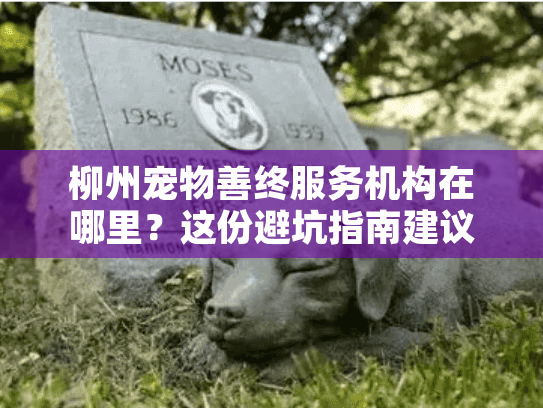 柳州宠物善终服务机构在哪里？这份避坑指南建议收藏