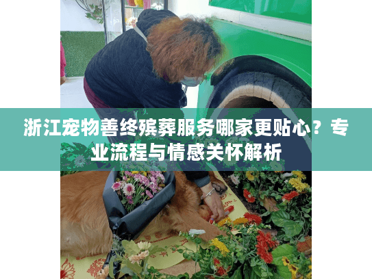 浙江宠物善终殡葬服务哪家更贴心？专业流程与情感关怀解析