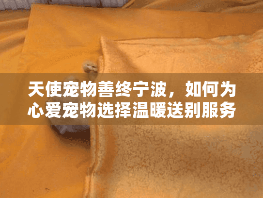 天使宠物善终宁波，如何为心爱宠物选择温暖送别服务？