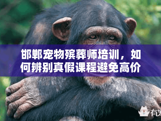 邯郸宠物殡葬师培训，如何辨别真假课程避免高价陷阱？