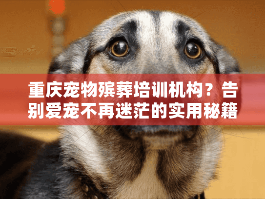 重庆宠物殡葬培训机构？告别爱宠不再迷茫的实用秘籍