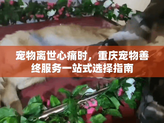 宠物离世心痛时，重庆宠物善终服务一站式选择指南