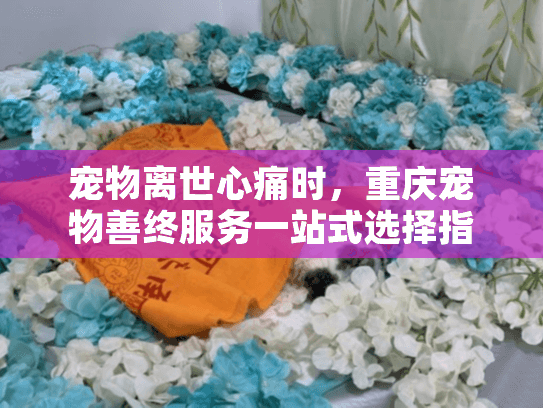宠物离世心痛时，重庆宠物善终服务一站式选择指南