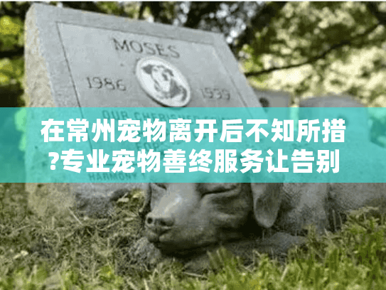 在常州宠物离开后不知所措?专业宠物善终服务让告别更安心