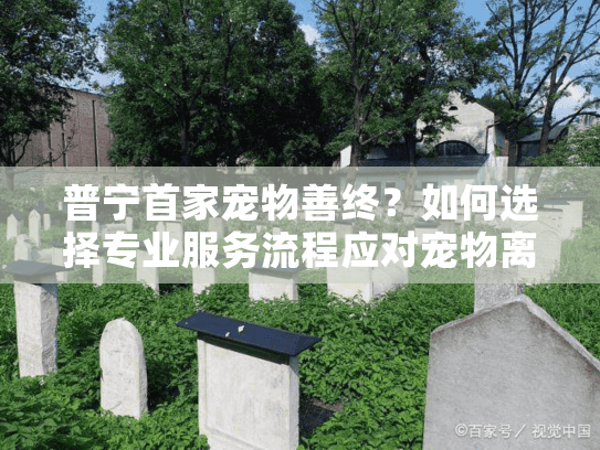 普宁首家宠物善终？如何选择专业服务流程应对宠物离世伤痛
