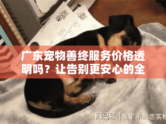 广东宠物善终服务价格透明吗？让告别更安心的全程指南