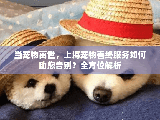 当宠物离世，上海宠物善终服务如何助您告别？全方位解析