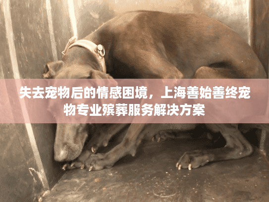 失去宠物后的情感困境，上海善始善终宠物专业殡葬服务解决方案