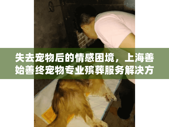 失去宠物后的情感困境，上海善始善终宠物专业殡葬服务解决方案