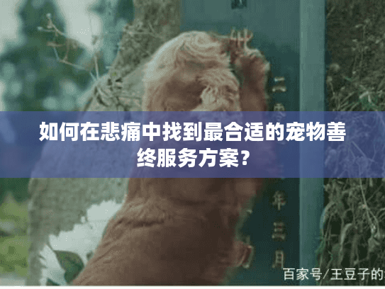 如何在悲痛中找到最合适的宠物善终服务方案？