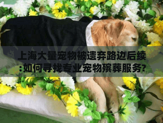 上海大量宠物被遗弃路边后续:如何寻找专业宠物殡葬服务?