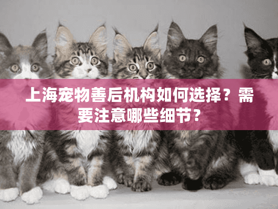上海宠物善后机构如何选择？需要注意哪些细节？