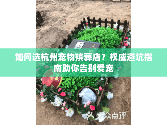 如何选杭州宠物殡葬店？权威避坑指南助你告别爱宠