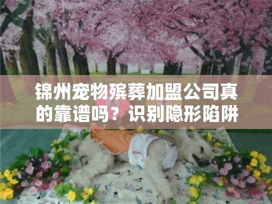 锦州宠物殡葬加盟公司真的靠谱吗？识别隐形陷阱保障安心告别