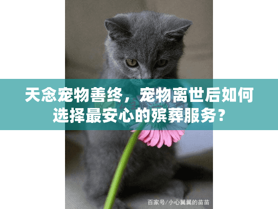 天念宠物善终，宠物离世后如何选择最安心的殡葬服务？