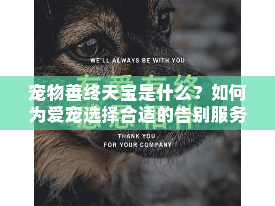 宠物善终天宝是什么？如何为爱宠选择合适的告别服务？